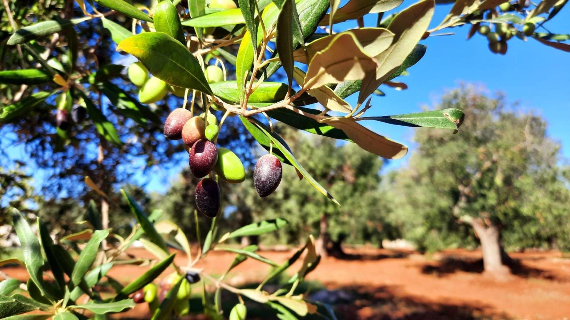 Tenuta La Pomona Ostuni Eksteriør bilde