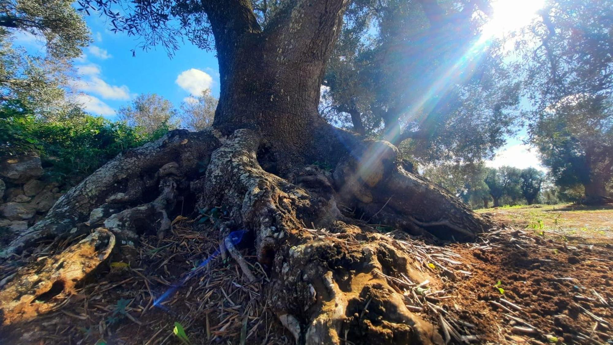 Tenuta La Pomona Ostuni Eksteriør bilde