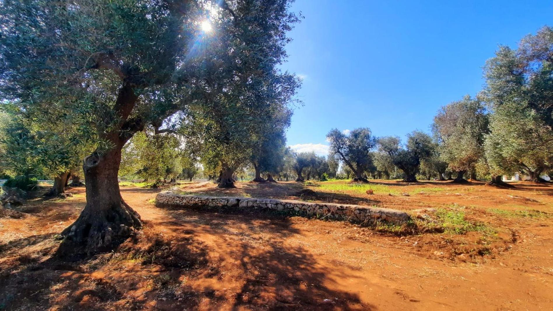 Tenuta La Pomona Ostuni Eksteriør bilde